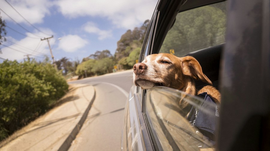 Ford Fathom Getting Pet Mode: What Buyers Should Know 1 Dog car safety travel