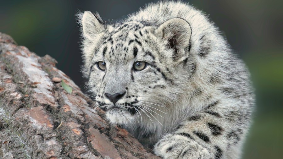 endangered snow leopard wildlife