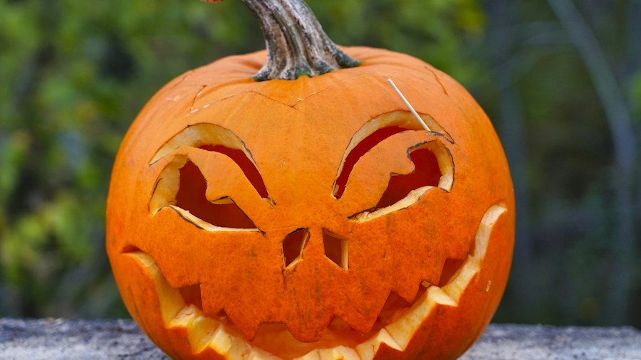 pumpkin carving outdoor camping