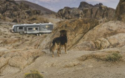 Go RVing Sponsors National Dog Show