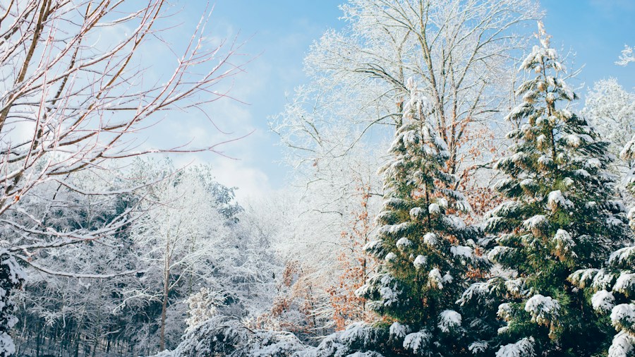 snow removal winter yard care