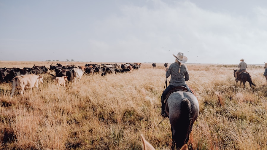 Texas ranch cattle landscape